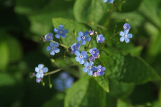 Brunnera macrophylla bestellen